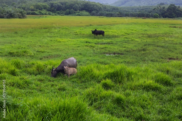 Obraz Buffalo eating grass in the fields