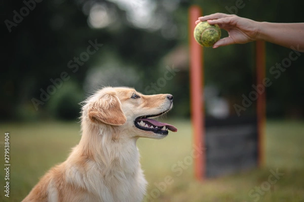 Fototapeta portrait of golden retriever