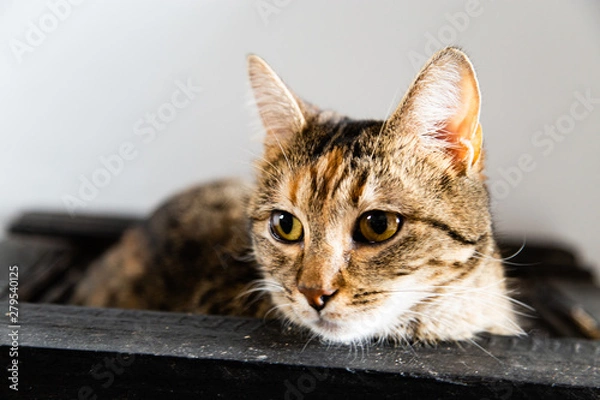 Obraz cat with hazel eyes