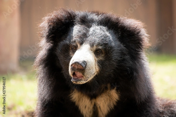 Fototapeta Melursus ursinus