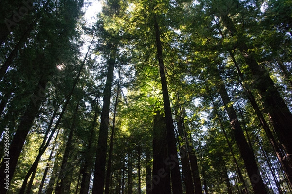Obraz Redwood Trees Light 