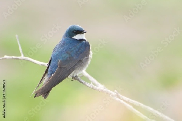 Obraz Tree Swallow Perched on a Branch