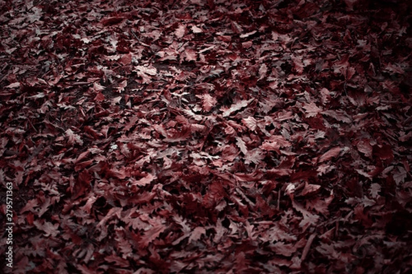 Obraz Hojas Secas Rojizas