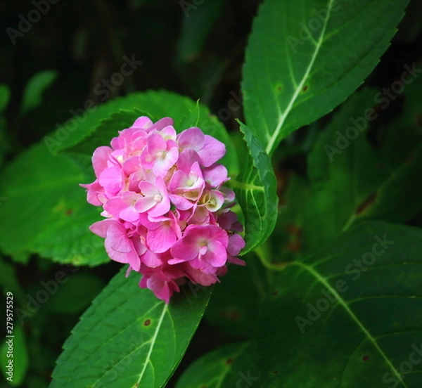 Obraz Hydrangea flower (Hydrangea macrophylla) in a garden