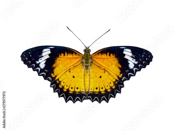 Fototapeta Image of leopard lacewings butterfly (Cethosia cyane euanthes) isolated on white background. Insect. Animals.