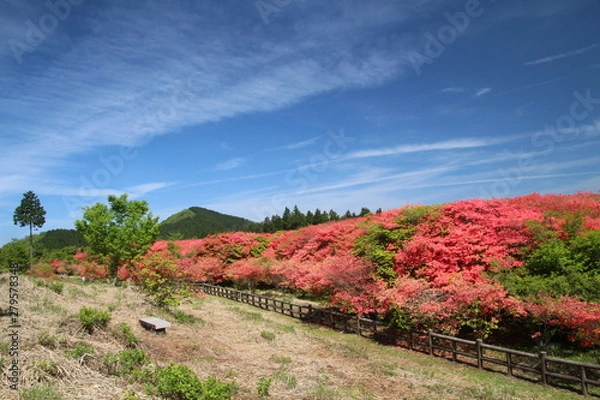 Obraz 高越山のツツジ