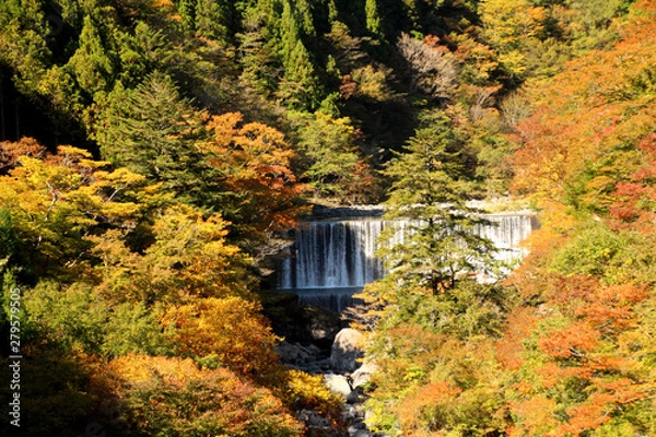 Obraz 剣山スーパー林道の紅葉