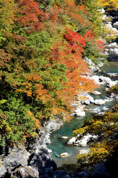 Obraz 剣山スーパー林道の紅葉
