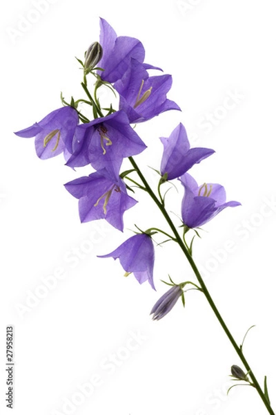Obraz Bellflower