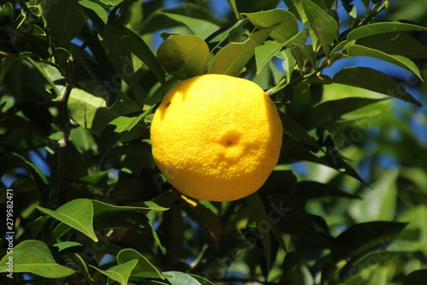 Obraz 那賀町の柚子