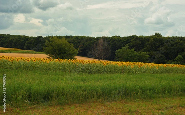 Obraz sunflower field