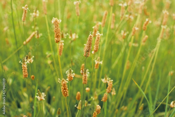 Obraz colorful close-up grass