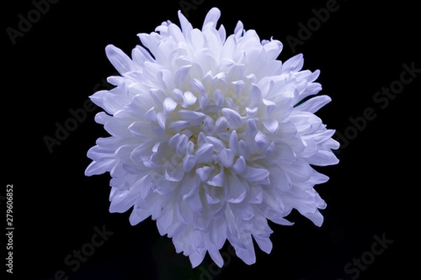 Obraz flowers of delicate white chrysanthemum macro photo on a dark background