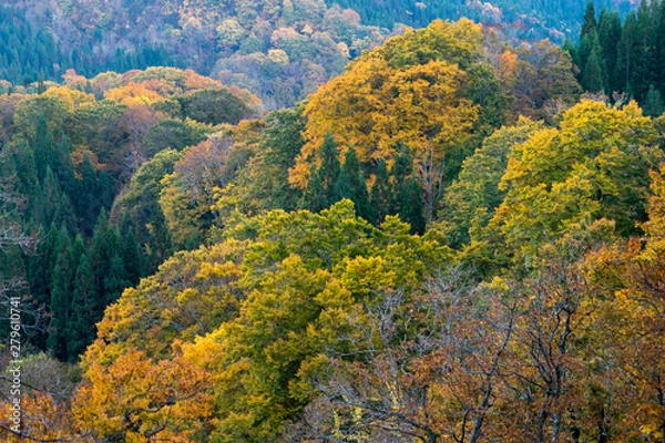 Obraz 世界遺産白神山地の赤く紅葉したカエデ