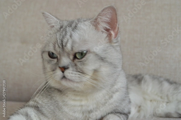 Obraz portrait of a cat