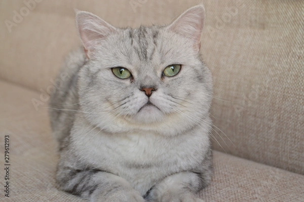 Obraz cat with blue eyes