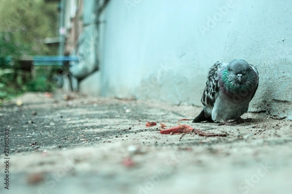 Fototapeta Close-up of one sad and sick pigeon dying in the city yard with depression and apathy atmosphere on soft focus background. Copy space and toned.
