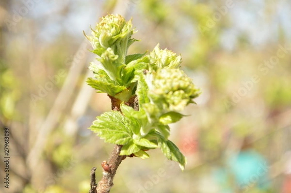 Obraz branch of a tree in spring