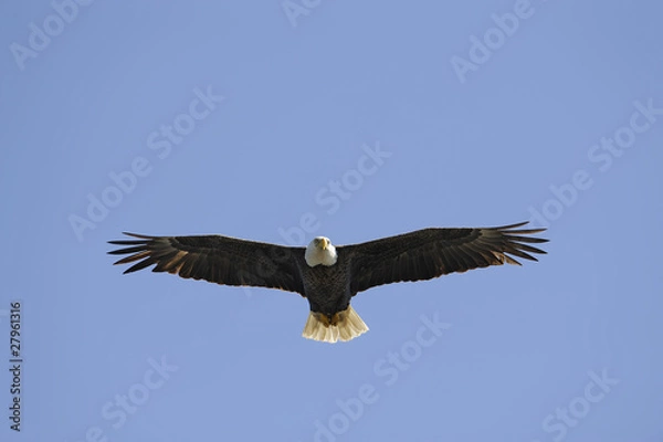 Obraz bald eagle in flight