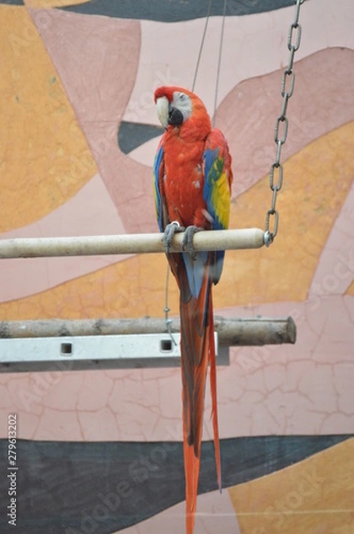 Obraz parrot