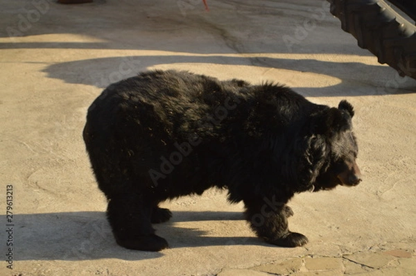 Obraz two bears in water