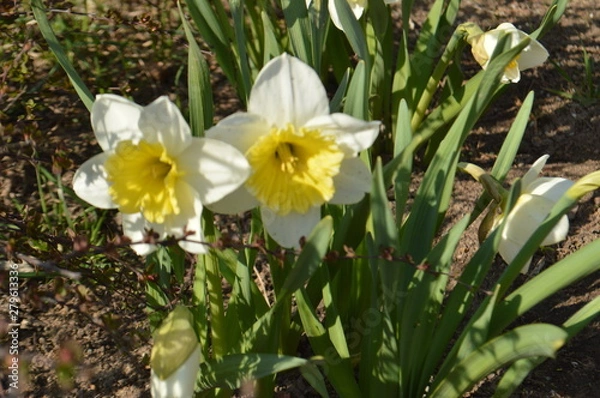 Obraz daffodils in the garden