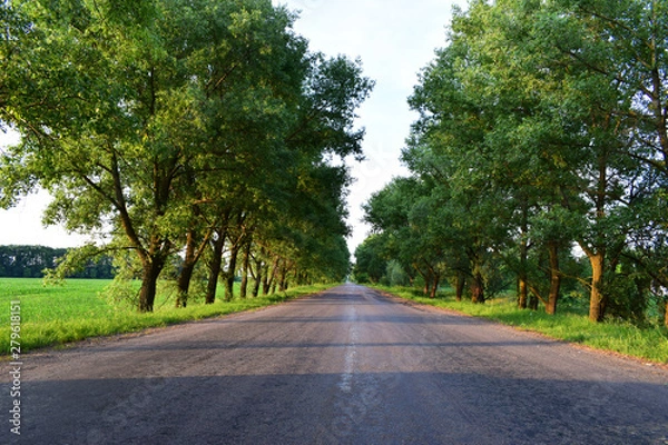Obraz road in the countryside