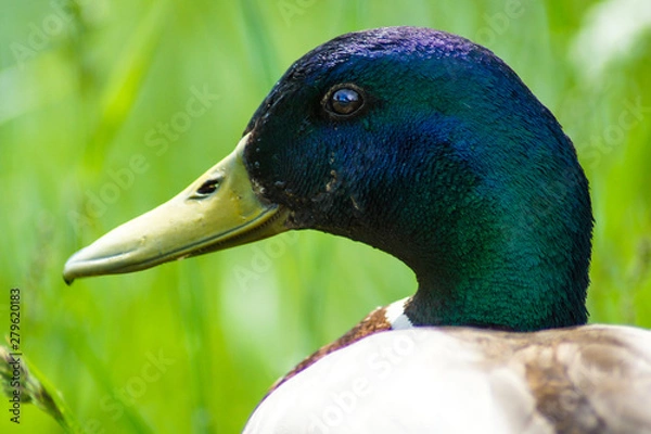 Fototapeta duck on blue background
