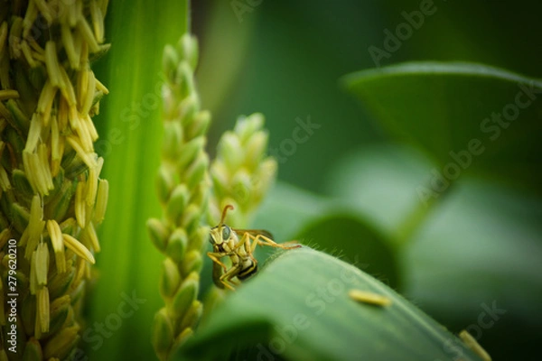 Fototapeta bug on flower