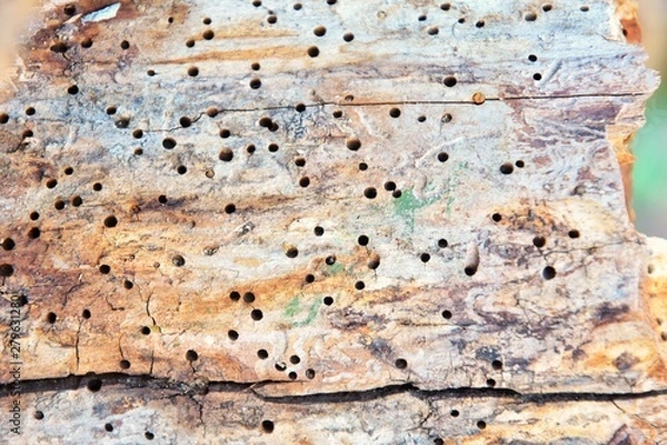 Obraz Old wooden surface with traces of termites. Tree eaten by a colony of termites. A tree destroyed by insects. Tree trunk struck by termites. Wooden background with termite tunnels, selective focus. 
