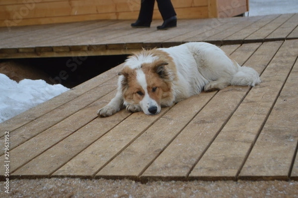 Fototapeta dog sitting on bench in park