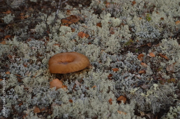 Obraz mushroom in tundra