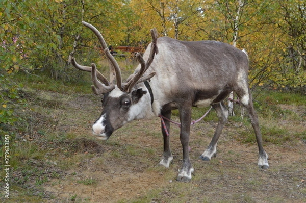 Obraz deer in the forest