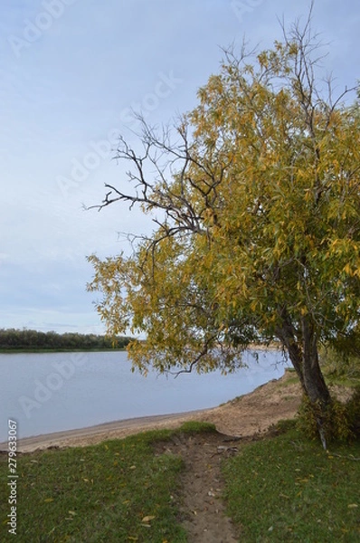 Obraz tree on the lake