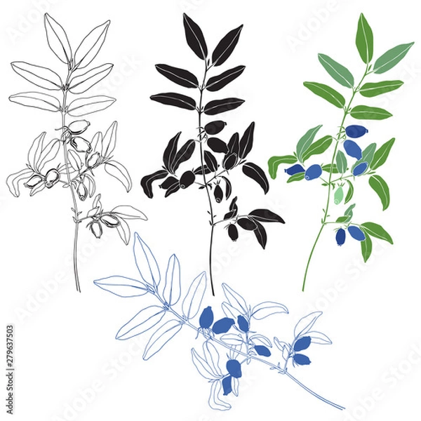Fototapeta Honeysuckle berries on the branch. Hand drawn vector set, isolated elements for design on white background. Silhouette and outline.