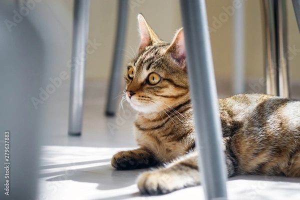 Fototapeta kitten lying on the floor looking at the camera