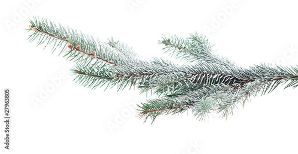 Obraz Christmas tree branch