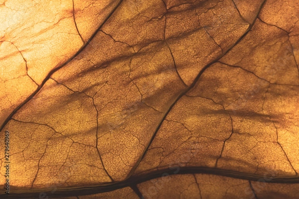 Obraz dry tobacco leaf close-up macro
