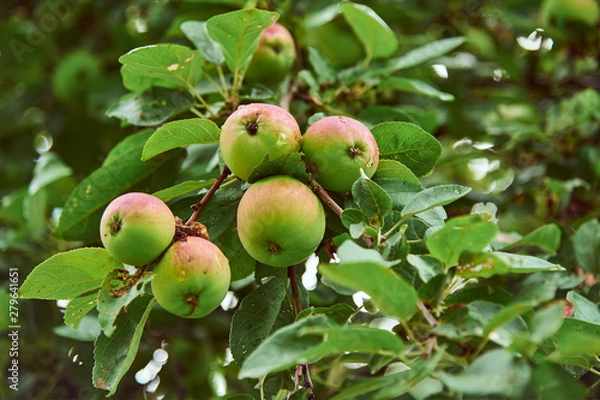Fototapeta A few apples on a branch.From the weight, the branch bends down.