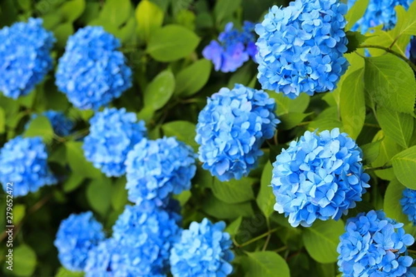 Obraz アジサイ 花 青
