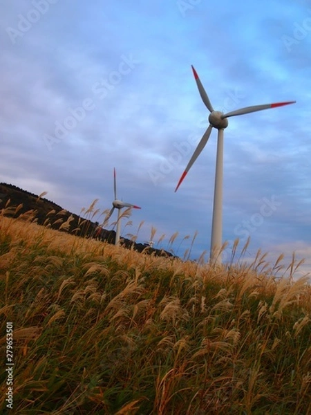 Fototapeta 風車とススキ原