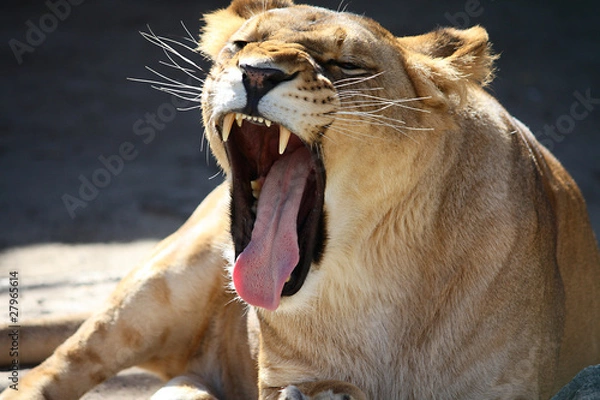 Obraz Lioness roaring