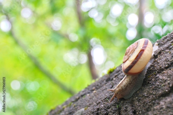 Fototapeta カタツムリ