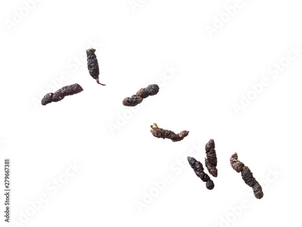 Fototapeta Mouse droppings, faeces, isolated on white background. Rodent infestation.