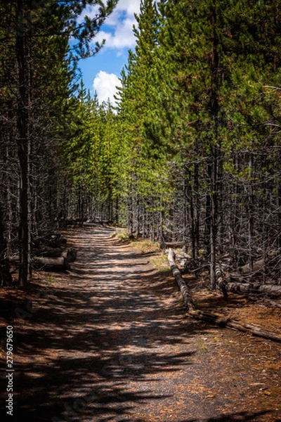Fototapeta forested trail