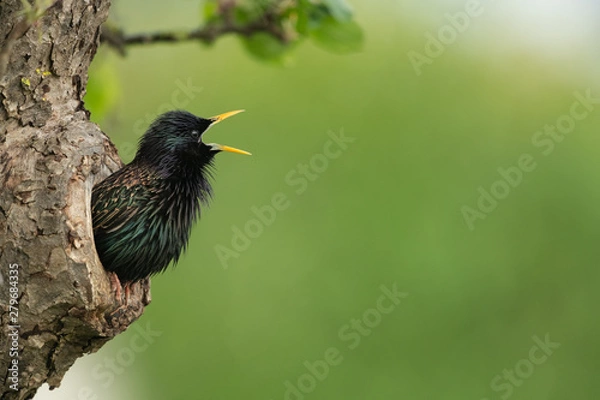 Fototapeta Common starling looking out of a tree hole