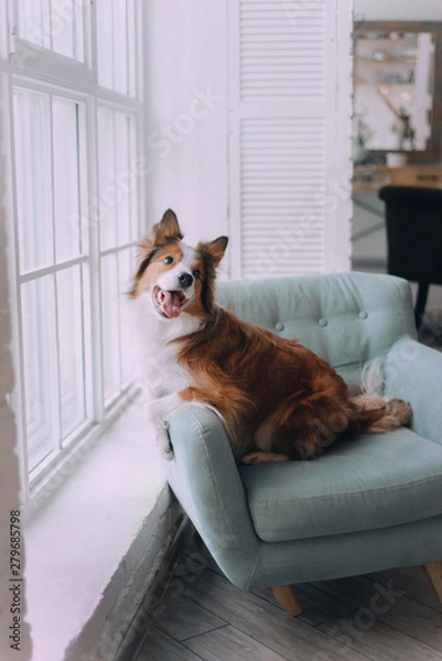 Obraz Border collie pies leżąc na kanapie