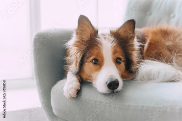 Obraz Border collie pies leżący na kanapie