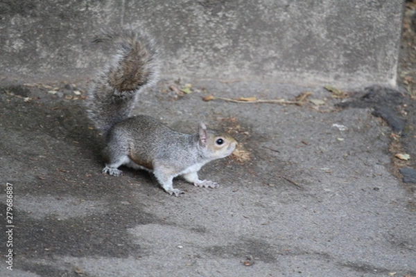 Obraz squirrel on the ground