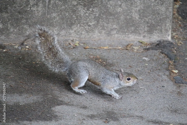 Obraz squirrel on the ground